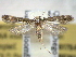  ( - BIOUG06175-F11)  @14 [ ] CreativeCommons - Attribution (2013) CBG Photography Group Centre for Biodiversity Genomics