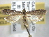  ( - BIOUG06175-G01)  @14 [ ] CreativeCommons - Attribution (2013) CBG Photography Group Centre for Biodiversity Genomics
