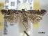  ( - BIOUG06175-G07)  @14 [ ] CreativeCommons - Attribution (2013) CBG Photography Group Centre for Biodiversity Genomics