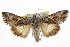  ( - BIOUG06175-H07)  @14 [ ] CreativeCommons - Attribution (2013) CBG Photography Group Centre for Biodiversity Genomics