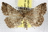  ( - BIOUG06177-G06)  @14 [ ] CreativeCommons - Attribution (2013) CBG Photography Group Centre for Biodiversity Genomics