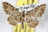  ( - BIOUG06177-H03)  @14 [ ] CreativeCommons - Attribution (2013) CBG Photography Group Centre for Biodiversity Genomics