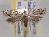  ( - BIOUG06178-A08)  @13 [ ] CreativeCommons - Attribution (2013) CBG Photography Group Centre for Biodiversity Genomics