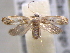  ( - BIOUG06178-C05)  @13 [ ] CreativeCommons - Attribution (2013) CBG Photography Group Centre for Biodiversity Genomics