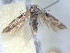  ( - BIOUG06178-D03)  @12 [ ] CreativeCommons - Attribution (2013) CBG Photography Group Centre for Biodiversity Genomics