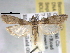  ( - BIOUG06258-E01)  @14 [ ] CreativeCommons - Attribution (2013) CBG Photography Group Centre for Biodiversity Genomics