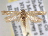  ( - BIOUG06258-H01)  @13 [ ] CreativeCommons - Attribution (2013) CBG Photography Group Centre for Biodiversity Genomics