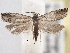  ( - BIOUG09820-G09)  @13 [ ] CreativeCommons - Attribution (2014) CBG Photography Group Centre for Biodiversity Genomics