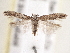  (Scrobipalpula new sp. 9 - BIOUG09821-B01)  @11 [ ] CreativeCommons - Attribution (2014) CBG Photography Group Centre for Biodiversity Genomics