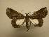  (Bleptina infausta CR1 - 07-CRBS-872)  @13 [ ] Unspecified (default): All Rights Reserved  Unspecified Unspecified