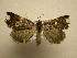  (Rejectaria amicalisSullivan0349 - 07-CRBS-903)  @14 [ ] Unspecified (default): All Rights Reserved  Unspecified Unspecified