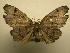  (Epiplema Sullivan2646 - 07-CRBS-916)  @13 [ ] Unspecified (default): All Rights Reserved  Unspecified Unspecified