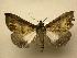  (Dogniades jactatalis - 07-CRBS-1008)  @13 [ ] Unspecified (default): All Rights Reserved  Unspecified Unspecified
