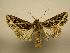  (Dargida grammivora - 08-CRBS-048)  @14 [ ] Unspecified (default): All Rights Reserved  Unspecified Unspecified