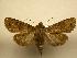  (Eriopyga niveipuncta - 08-CRBS-091)  @15 [ ] Unspecified (default): All Rights Reserved  Unspecified Unspecified