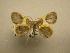  (Opisthoxia asophis - 07-CRBS-1086)  @12 [ ] Unspecified (default): All Rights Reserved  Unspecified Unspecified