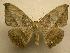  (Oxydia affinis - 07-CRBS-1153)  @15 [ ] Unspecified (default): All Rights Reserved  Unspecified Unspecified