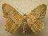  (Prochoerodes striata - 07-CRBS-1169)  @15 [ ] Unspecified (default): All Rights Reserved  Unspecified Unspecified