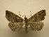  (Polypogon - 08-CRBS-123)  @15 [ ] Unspecified (default): All Rights Reserved  Unspecified Unspecified