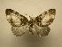  (Hydriomena Sullivan2026 - 08-CRBS-500)  @14 [ ] Unspecified (default): All Rights Reserved  Unspecified Unspecified