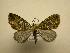  (Hydriomena Sullivan2028 - 08-CRBS-503)  @14 [ ] Unspecified (default): All Rights Reserved  Unspecified Unspecified