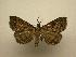  (Poenomia - 08-CRBS-668)  @14 [ ] Unspecified (default): All Rights Reserved  Unspecified Unspecified