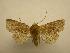  (Eriopyga rubricuncula - 08-CRBS-720)  @13 [ ] Unspecified (default): All Rights Reserved  Unspecified Unspecified