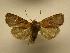  (Eriopyga renalba - 08-CRBS-823)  @14 [ ] Unspecified (default): All Rights Reserved  Unspecified Unspecified
