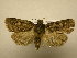  (Orthodes lobata - 08-CRBS-910)  @14 [ ] Unspecified (default): All Rights Reserved  Unspecified Unspecified