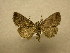  (Ogdoconta Sullivan3329 - 08-CRBS-980)  @14 [ ] Unspecified (default): All Rights Reserved  Unspecified Unspecified