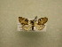  (Nola turbata - 09-CRBS-497)  @13 [ ] Unspecified (default): All Rights Reserved  Unspecified Unspecified