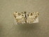  (Meganola permitens - 09-CRBS-500)  @11 [ ] Unspecified (default): All Rights Reserved  Unspecified Unspecified