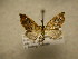  (Psaliodes electaDHJ02 - 09-CRBS-535)  @14 [ ] Unspecified (default): All Rights Reserved  Unspecified Unspecified
