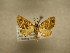 (Psaliodes Sullivan6488 - 09-CRBS-542)  @14 [ ] Unspecified (default): All Rights Reserved  Unspecified Unspecified