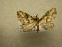  (Psaliodes crassinotaDHJ04 - 09-CRBS-550)  @14 [ ] Unspecified (default): All Rights Reserved  Unspecified Unspecified