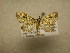  (Psaliodes aurativena - 09-CRBS-554)  @14 [ ] Unspecified (default): All Rights Reserved  Unspecified Unspecified