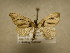  (Psaliodes BioLep399 - 09-CRBS-562)  @14 [ ] Unspecified (default): All Rights Reserved  Unspecified Unspecified