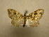  (Psaliodes crassinota - 09-CRBS-576)  @11 [ ] Unspecified (default): All Rights Reserved  Unspecified Unspecified