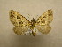  (Psaliodes infulata - 09-CRBS-577)  @11 [ ] Unspecified (default): All Rights Reserved  Unspecified Unspecified