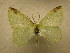  (Nemoria elbae - 09-CRBS-770)  @14 [ ] Unspecified (default): All Rights Reserved  Unspecified Unspecified