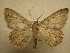  (Isochromodes sheilaDHJ07 - 10-CRBS-076)  @14 [ ] Unspecified (default): All Rights Reserved  Unspecified Unspecified