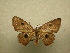  (Semaeopus Sullivan138 - 10-CRBS-138)  @11 [ ] Unspecified (default): All Rights Reserved  Unspecified Unspecified