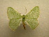  (Nemoria karlaeDHJ01 - 10-CRBS-216)  @14 [ ] Unspecified (default): All Rights Reserved  Unspecified Unspecified