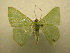  (Nemoria pacificaria4249 - 10-CRBS-224)  @14 [ ] Unspecified (default): All Rights Reserved  Unspecified Unspecified