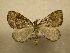  (Hydriomena Sullivan2030 - 10-CRBS-356)  @14 [ ] Unspecified (default): All Rights Reserved  Unspecified Unspecified