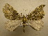  (Hydriomena Sullivan2031 - 10-CRBS-358)  @14 [ ] Unspecified (default): All Rights Reserved  Unspecified Unspecified