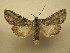  (Dolocucullia phocylides - 10-CRBS-471)  @14 [ ] Unspecified (default): All Rights Reserved  Unspecified Unspecified
