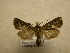  (Eriopyga rubripuncta - 10-CRBS-587)  @14 [ ] No Rights Reserved (2010) Unspecified Research Collection of J. B. Sullivan