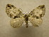  (Hydriomena furinae - 10-CRBS-618)  @14 [ ] No Rights Reserved (2010) Unspecified Research Collection of J. B. Sullivan