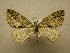  (Hydriomena Sullivan619 - 10-CRBS-619)  @11 [ ] No Rights Reserved (2010) Unspecified Research Collection of J. B. Sullivan